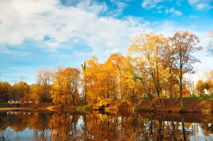 15 листопада