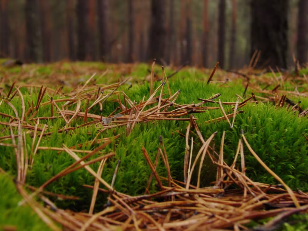 7 листопада