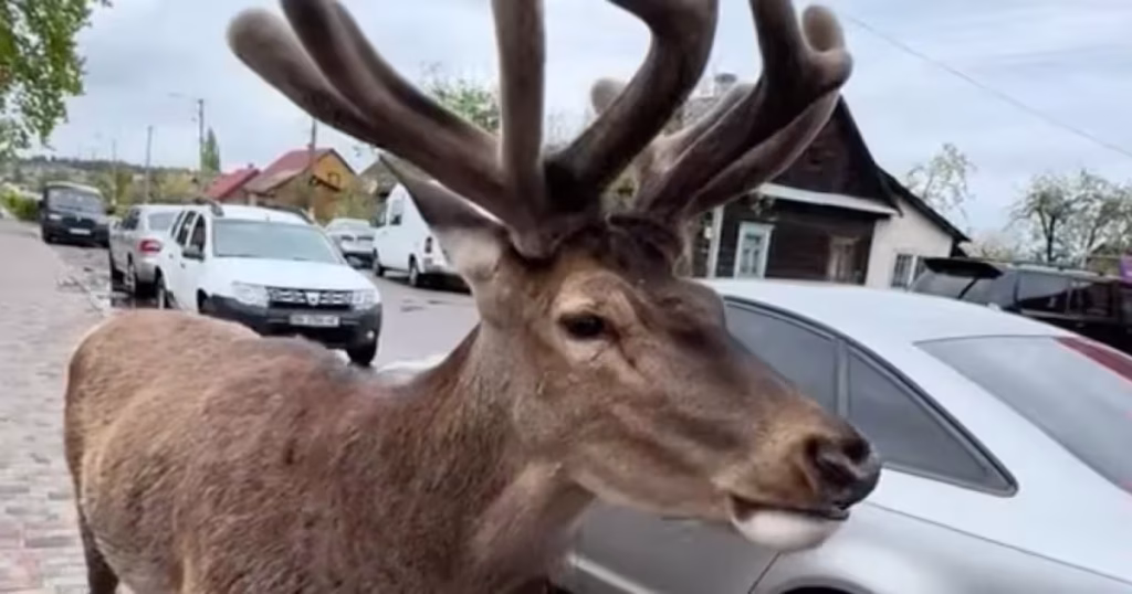 олень Борис