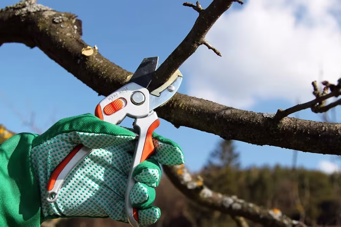 Як правильно обрізати фруктові дерева