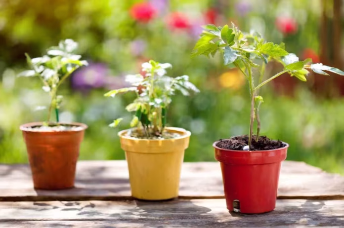 Що посадити в травні